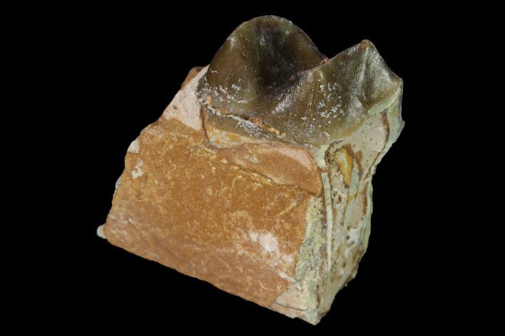 Fossil Running Rhino (Hyracodon) Jaw Section - South Dakota #160907